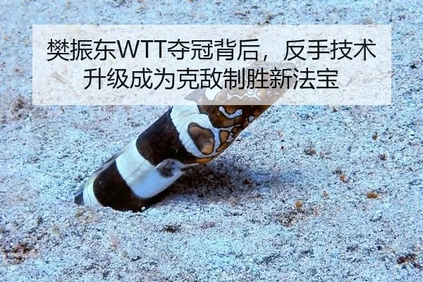 樊振东WTT夺冠背后，反手技术升级成为克敌制胜新法宝